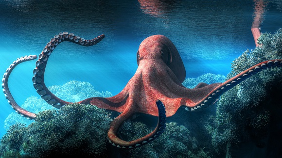A scientific study highlights that octopuses share some brain genes with humans

