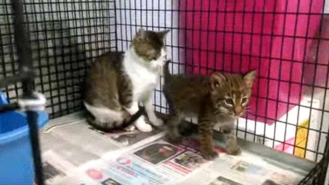 Sweet Pea, the cat that adopted a bobcat cub

