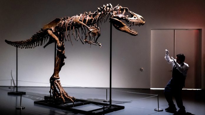 76 million-year-old dinosaur skeleton to be auctioned in New York City: NPR

