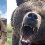 A woman scares a bear on a camping trip, and the animal comes back later and rips it apart

