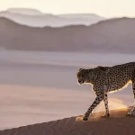 Cheetahs will be reintroduced in India

