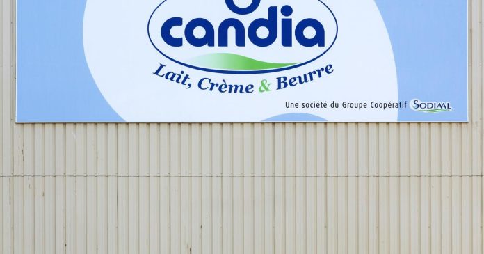Leclerc remembers Candia brand milk for taste and odor defects

