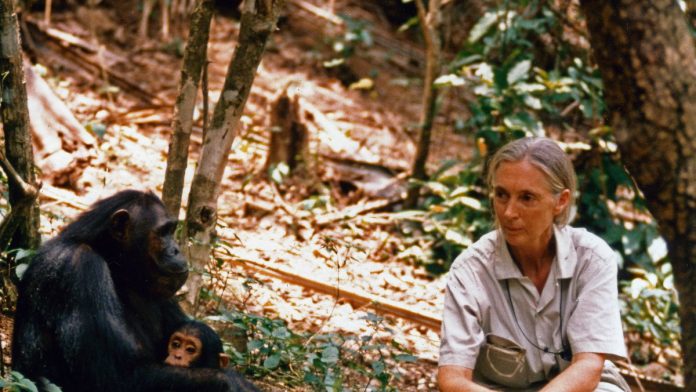 To inspire girls: Jane Goodall gets her very own Barbie doll

