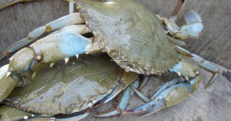 Ladispoli, a blue crab found on the beach over 20 cm wide.  Expert concern: 
