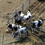 The Netherlands, "a third of the livestock on farms should be killed", a bill to reduce pollution


