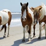 The legend was true: Chincoteague horses are descendants of the conquistadors' horses

