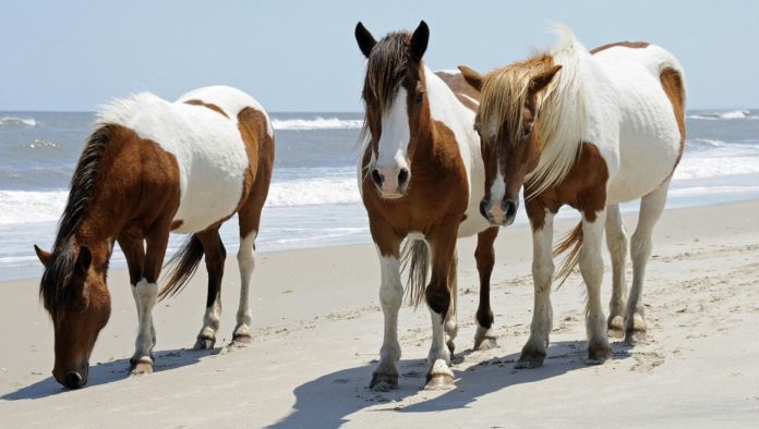 The legend was true: Chincoteague horses are descendants of the conquistadors' horses

