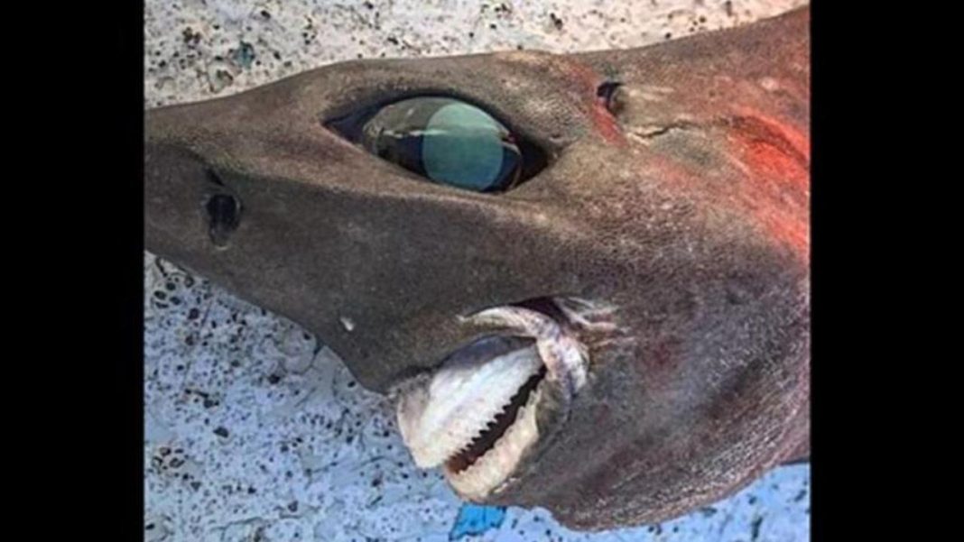 I found a fish with huge eyes and prominent teeth: what is a family?

