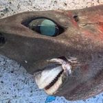 I found a fish with huge eyes and prominent teeth: what is a family?

