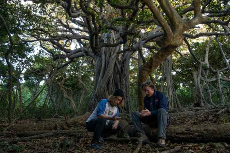 Biologists under a Banyan tree find Panesthia lata