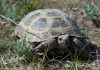 A Tale of Two Tortoises: Russian and Greek Species Compared